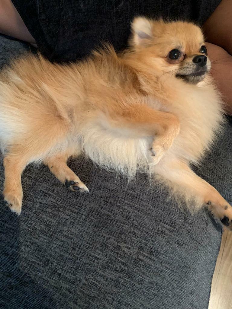 teacup pomeranian for sale gumtree